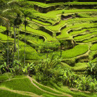 Rice terraces in Bali. 