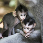 Monkeys in the Sacred Monkey Forest in Bali. 