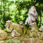 The Sacred Mokey Forest near Ubud in Bali. 