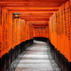Red torii gates in Kyoto, Japan