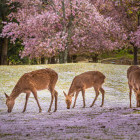 Deer in Nara, Japan