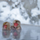 Snow monkeys in Japan
