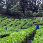 Family at the Boh Tea Estate in the Cameron Highlands, Malaysia