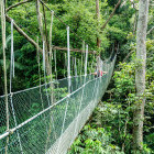Canopy bridge over Taman Negara, Malaysia