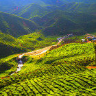 Tea plantations in Cameron Highlands, Malaysia
