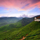 Tea plantations in Cameron Highlands, Malaysia