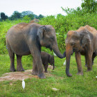 Sri Lankan elephants in Udawalawe National Park, Sri Lanka