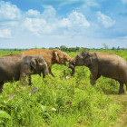 Sri Lankan elephants in Udawalawe National Park, Sri Lanka
