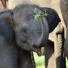 Asian elephant baby in Minneriya, Sri Lanka