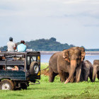 Asian elephant in Minneriya National Park, Sri Lanka