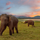 Asian elephants in Minneriya, Sri Lanka