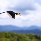 Malabar pied hornbill in Sinharaja Rainforest, Sri Lanka