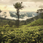 Tea plantation in Nuwara Eliya, Sri Lanka