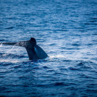 Blue whale in Trincomalee, Sri Lanka
