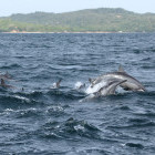 Dolphins in Trincomalee, Sri Lanka