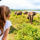 Asian elephant in Udawalawe National Park, Sri Lanka