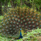 Peacock in Udawalawe National Park, Sri Lanka
