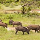 Wild boar in Sri Lanka