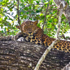 Leopard in Wilpattu National Park, Sri Lanka