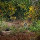 Leopard in Wilpattu National Park, Sri Lanka