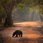 Sloth bear in Wilpattu National Park, Sri Lanka