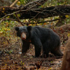Sloth bear in Wilpattu National Park, Sri Lanka