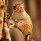 Toque macaque in Wilpattu National Park, Sri Lanka