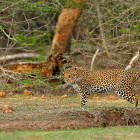 Leopard in Yala National Park, Sri Lanka