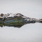 Mugger crocodile in Yala National Park, Sri Lanka