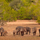 Sri Lankan wild boar in Yala National Park, Sri Lanka
