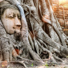 Buddha head statue in bodhi tree in Ayutthaya, Thailand
