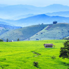 Paddy fields in Chiang Mai, Thailand
