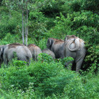 Asian elephants in Thailand