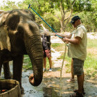 Washing an Asian elephant at the Wildlife Friends Foundation Thailand