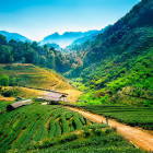 Tea plantations in Chiang Mai, Thailand