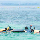 Snorkelling in Koh Talu, Thailand
