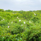 Bang Lao Stork Sanctuary in Vietnam