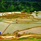 Rice field in Pu Luong, Vietnam.