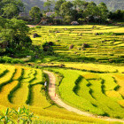 Rice field in Pu Luong, Vietnam.