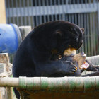 Moon bear at Tam Dao Bear Sanctuary in Vietnam