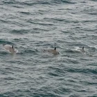 Bottlenose dolphins in the Azores