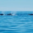 Cetaceans in the Azores