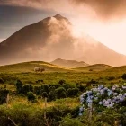 Pico volcano & bull in the Azores