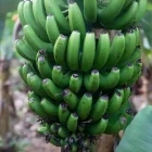 Banana plantation on Terceria, the Azores
