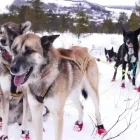 Huskies in Norway