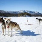 A husky pack in Geilo, Norway