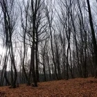 Hoia Baciu Forest in Romania