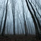 Hoia Baciu Forest in Romania