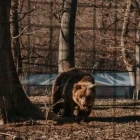 European brown bear at Libearty bear sanctuary in Romania