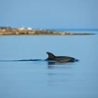 Common bottlenose dolphin in Slovenia